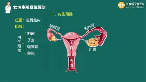 真人女生下面|女性生殖系统解剖图（建议收藏）